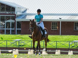 Zöld energia a lovardában – így teheted önellátóvá a lovas tanyádat napelemmel és hőszivattyúval