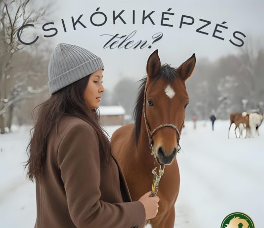 A csikókiképzés szünetel télen? – Tévhitek és lehetőségek a holtszezonban
