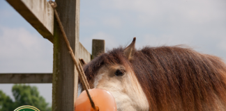 Elektrolitpótlás: kulcsfontosságú a lovak hidratációjához