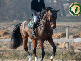 A lovak természetes ferdesége