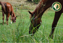 Veszélyes növények a legelőn