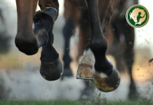 Házi patazsír: természetes védelem a ló patájának