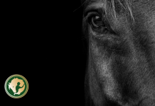 Kicsi agy, nagy képességek