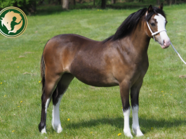 Póni és kisló: apró különbségek, fontos jelentés