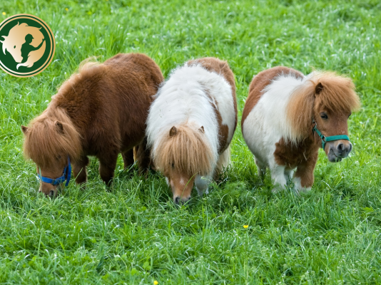 A pónik valódi ereje