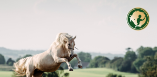 Energiaforrások a lovak takarmányozásában