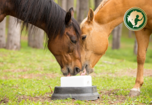 Fehér foltok a szőrön? A ló izzadása mélyebben!