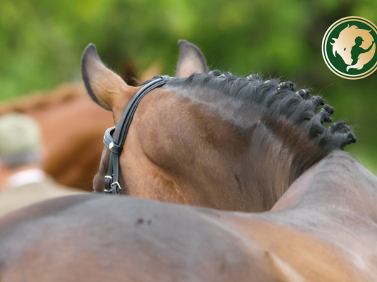 Erős hát, erős ló – hatékony gyakorlatok a felsővonal fejlesztésére