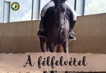 A félfelvétel
