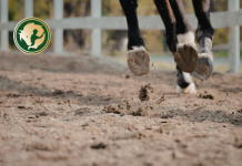 A homokos pálya nyári használata és karbantartása