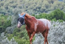 Hamarosan érkezik a Tavaszi-nyári védelem a lovainknak nyereményjáték!