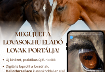 Elstartolt a vadonatúj és egyedülálló HorseFace lóadatbázis!