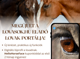 Elstartolt a vadonatúj és egyedülálló HorseFace lóadatbázis!
